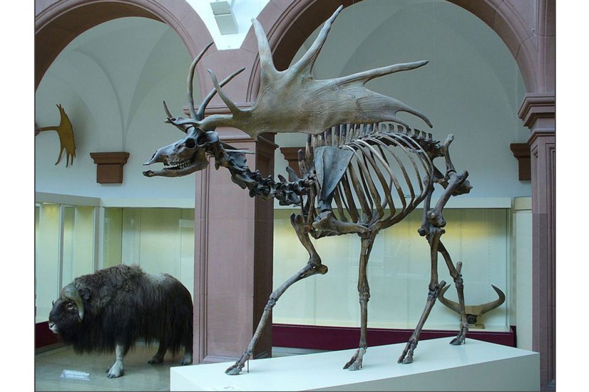 Side view of a giant elk sub fossil