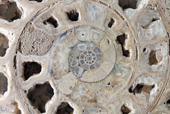 The sorcery of palaeontology and an exploration of ammonites