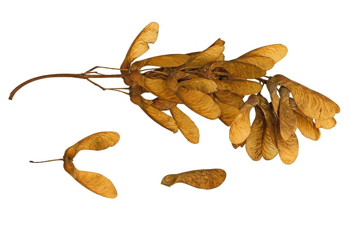 Dried sycamore seeds