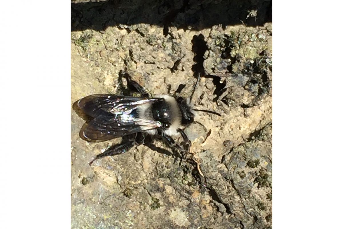 A mining bee on a wall