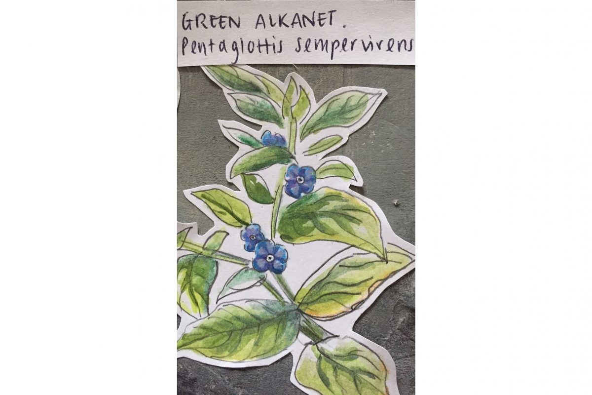 A drawing of a blue flower - green alkanet