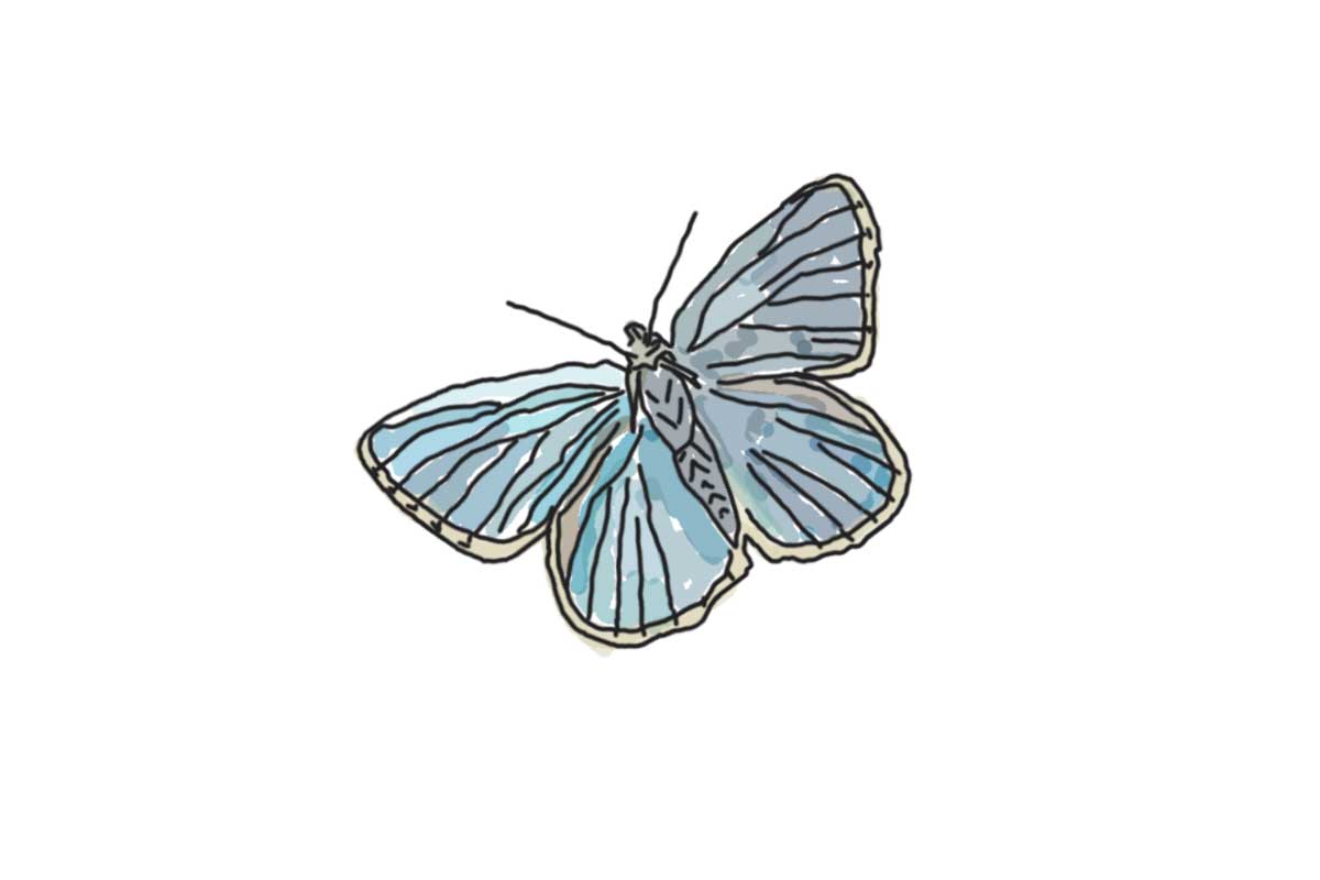 Hand drawn illustration of a blue butterfly