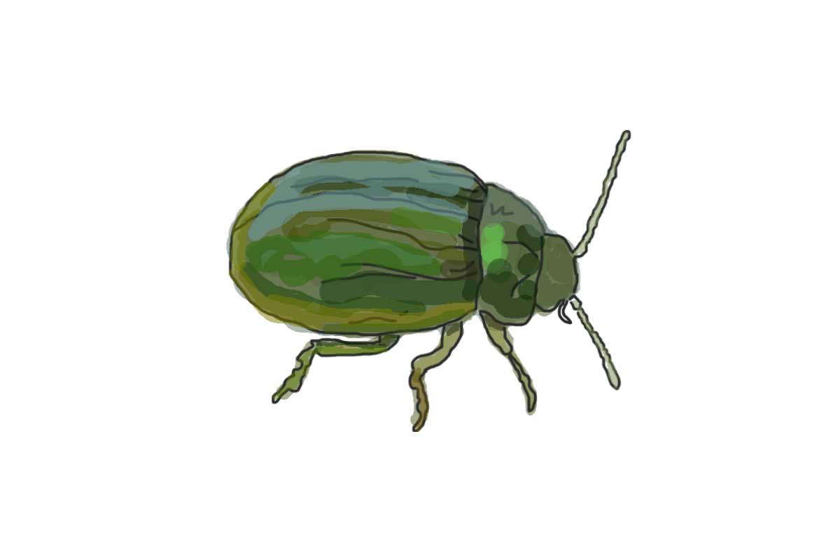 A hand drawn illustration of a green beetle