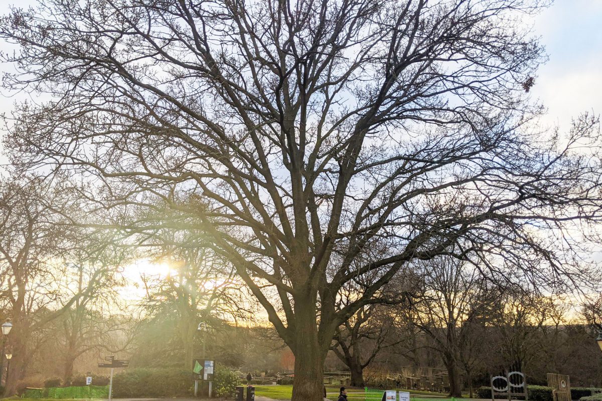 A sessile oak at the Horniman