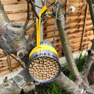 A bee hotel attached to a tree branch with ribbon