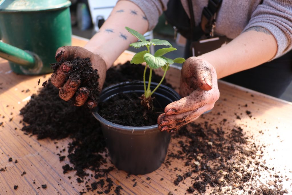 A strawberry plant being repotted