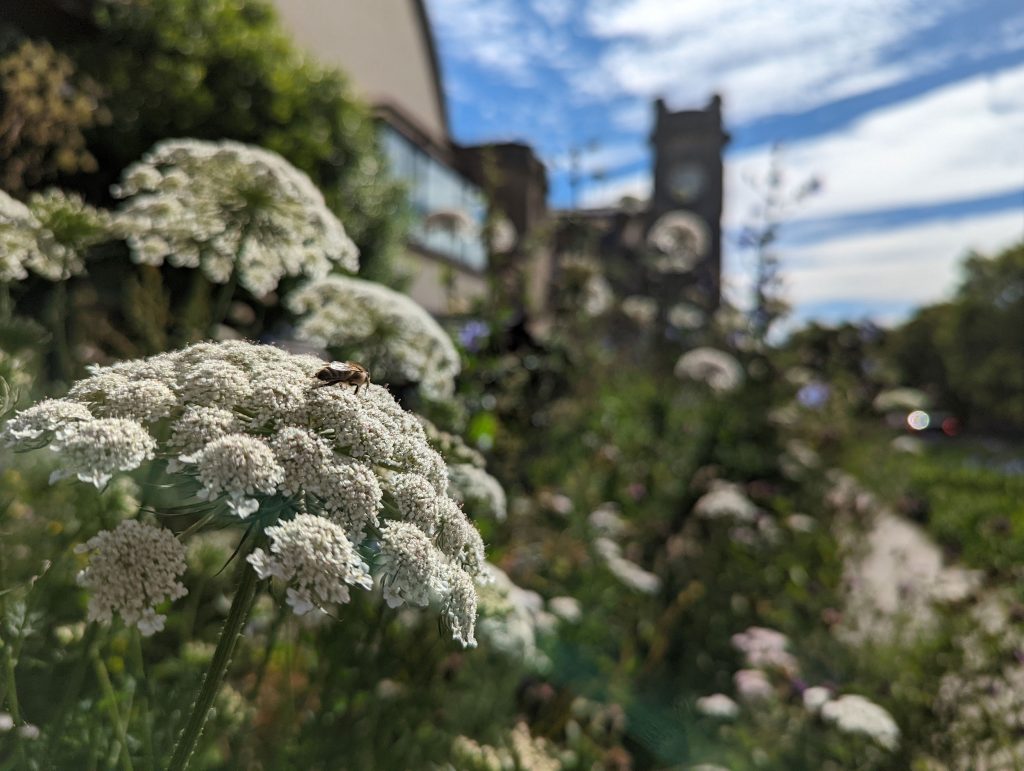 Bee Garden with clocktower behind