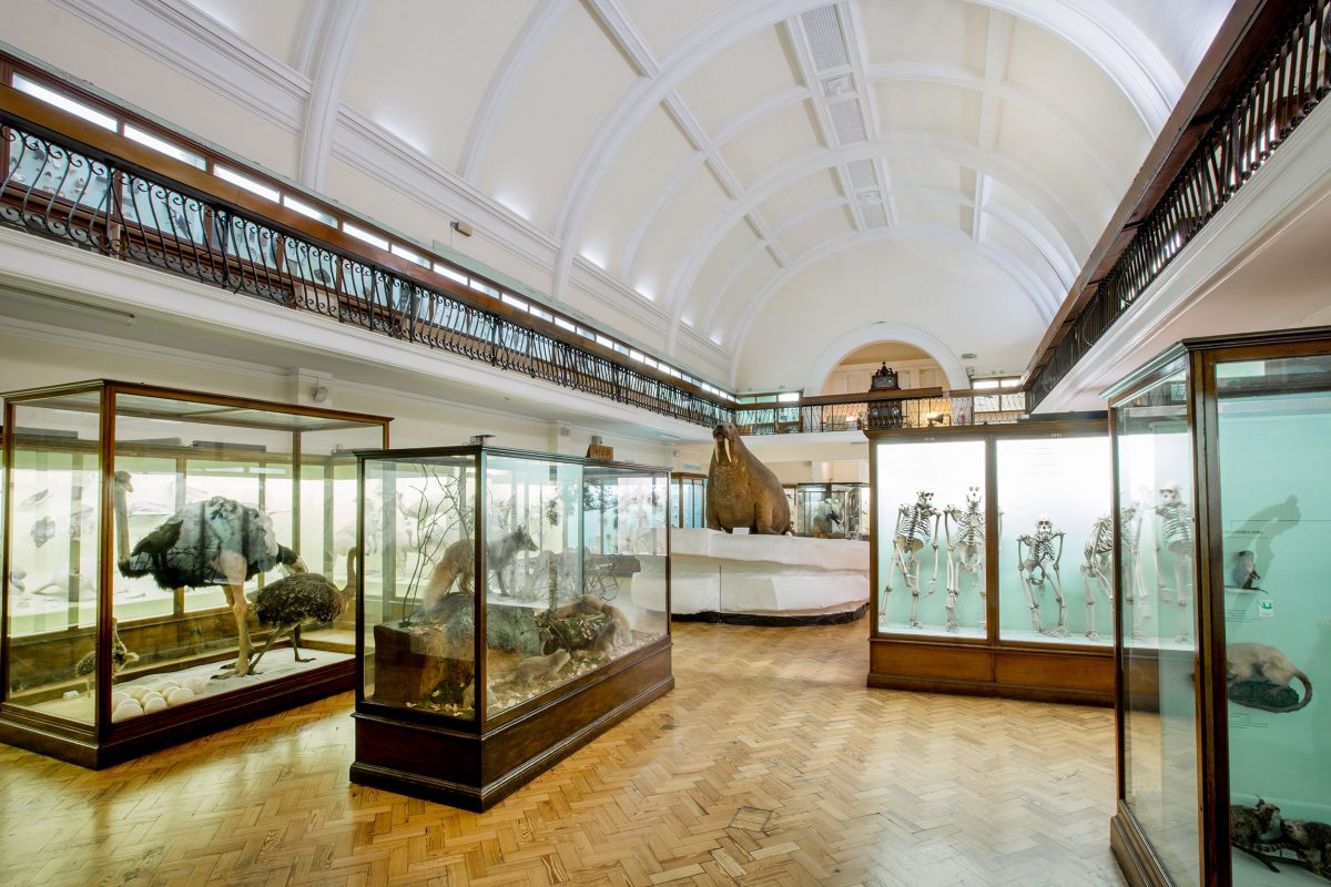 Natural History Gallery at the Horniman