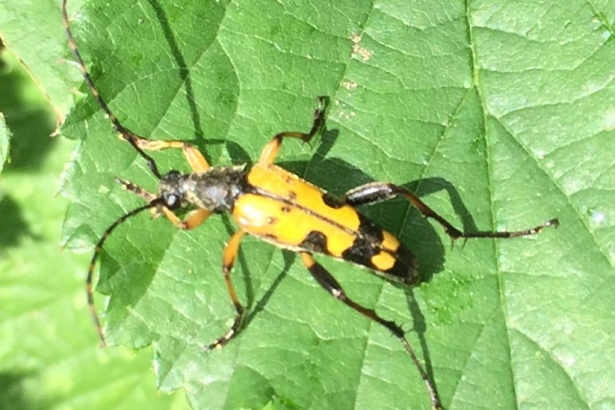 A yellow and black longhorn beetle