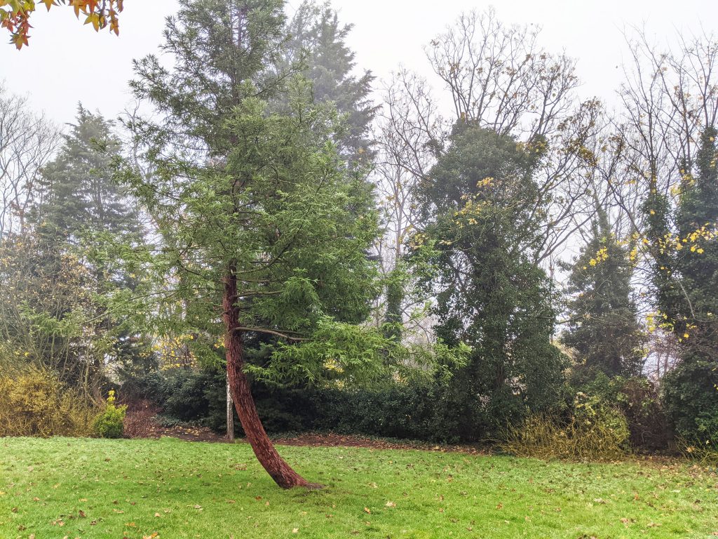 A coast redwood at the Horniman