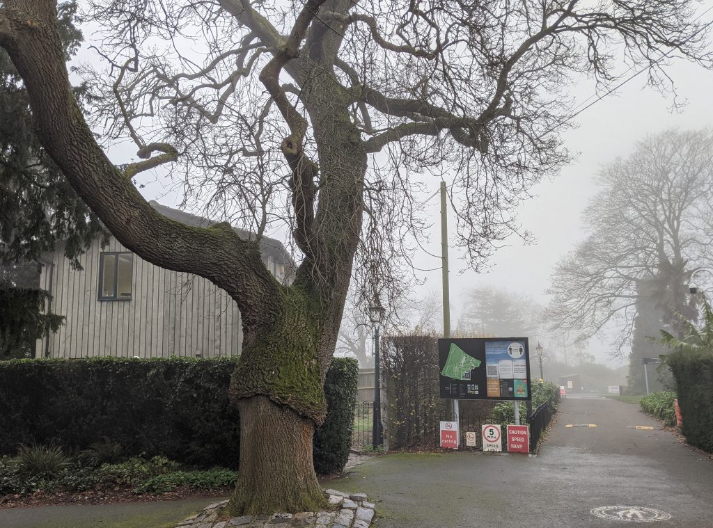 The Horniman weeping narrow leaved ash in winter