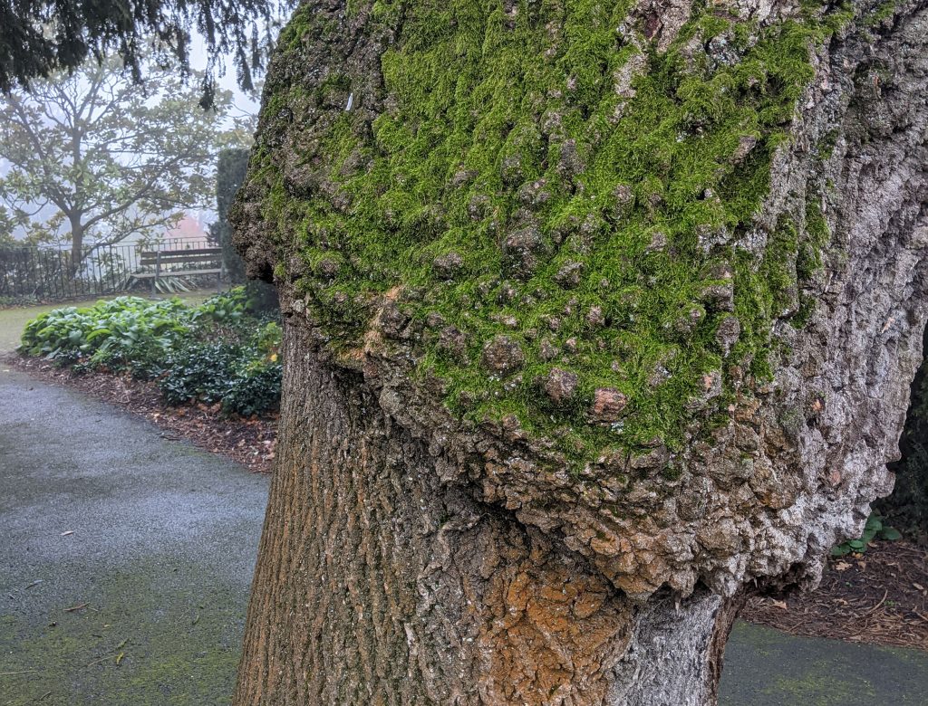 The part of the trunk grafted to another tree