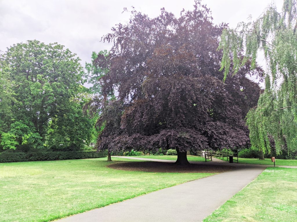 A copper beech tree at the Horniman