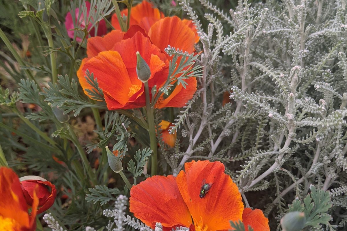 Red flowers grouped together to show they can produce dye.