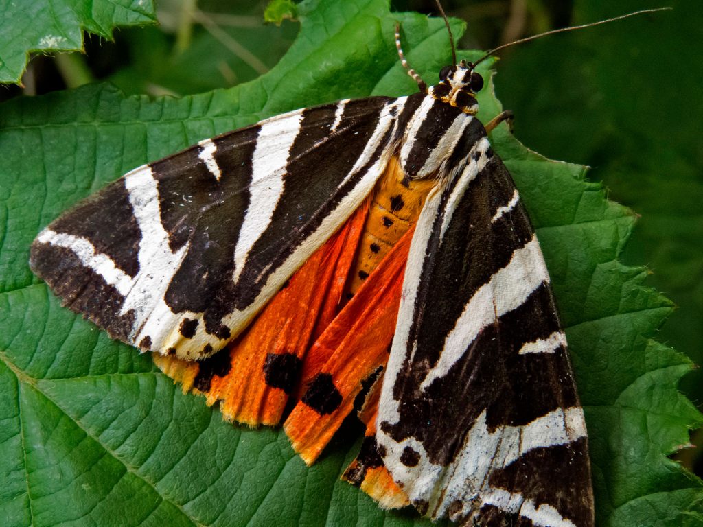Jersey Tiger Moth on a leaf
