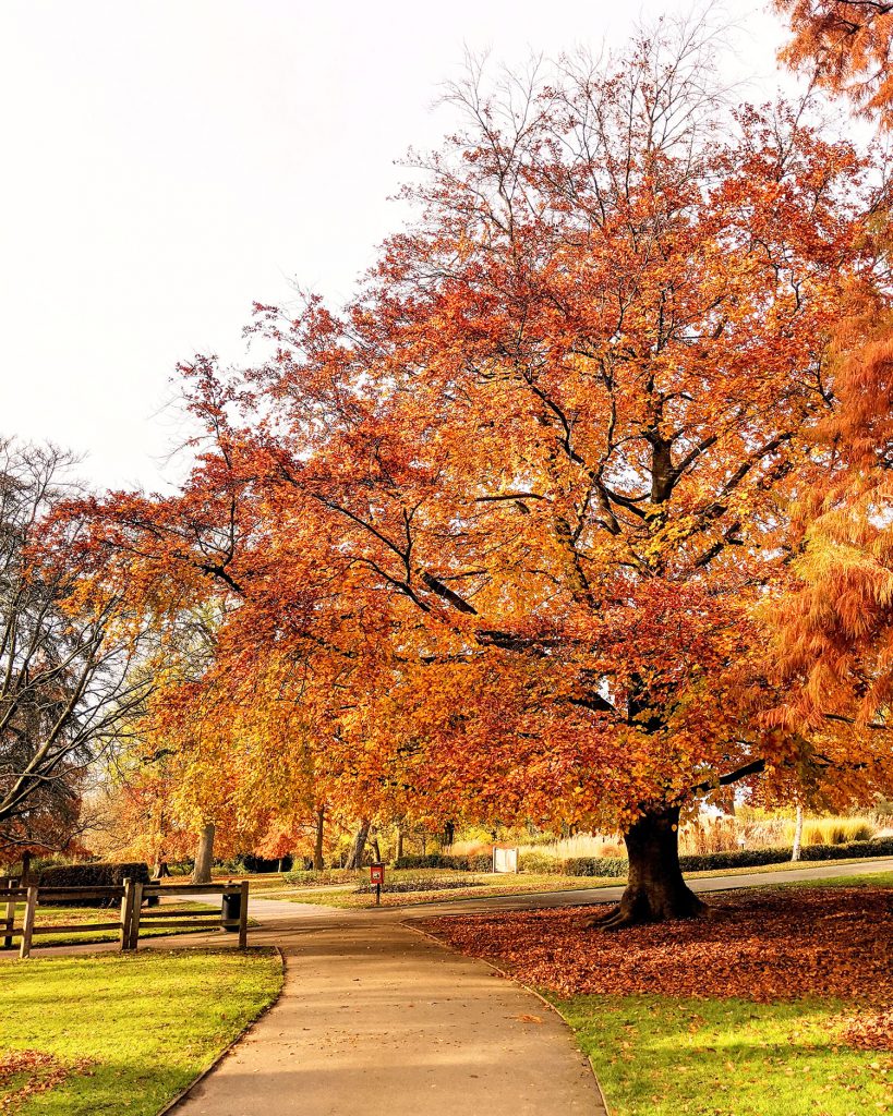 The Horniman copper beech in autumn