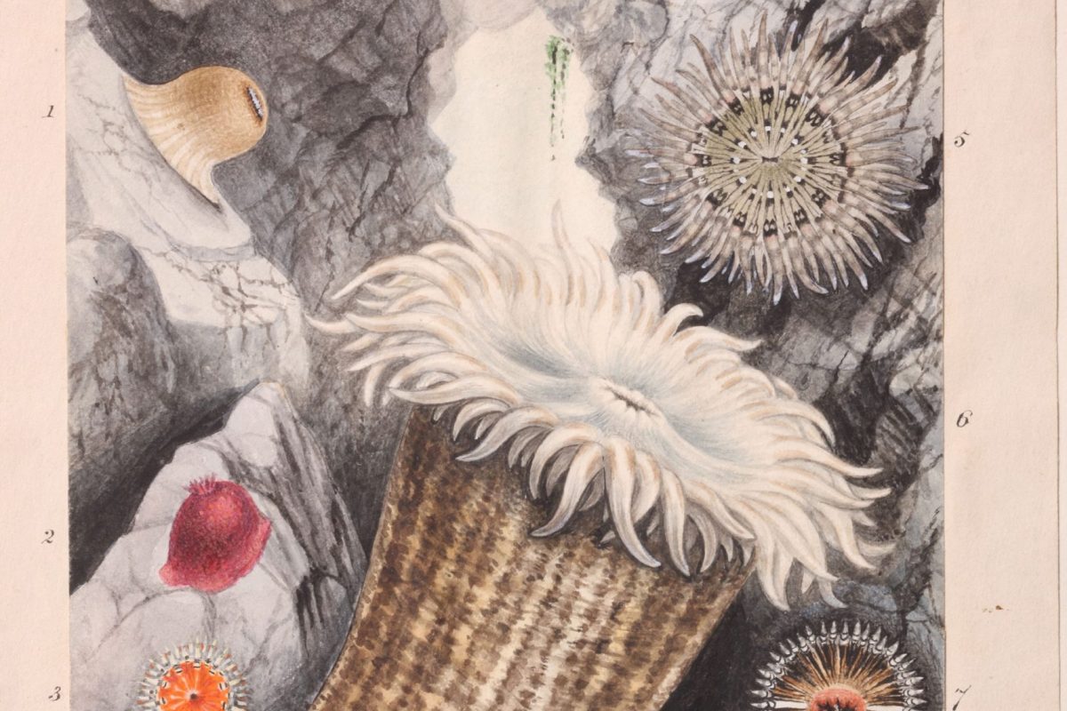 Illustration of anemones