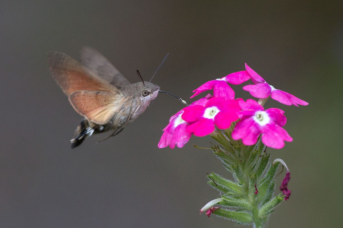 A hummingbird hawkmoth feeding on a flower