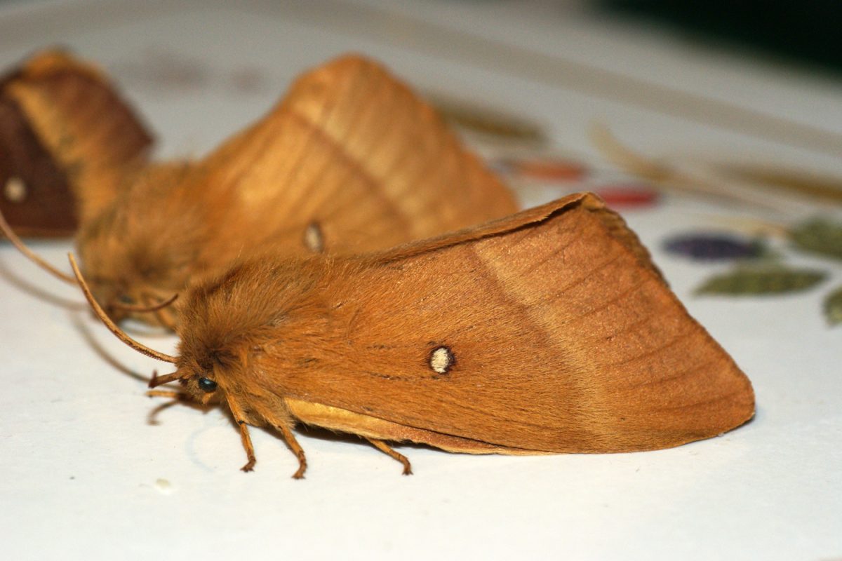 fluffy looking oak eggar moths