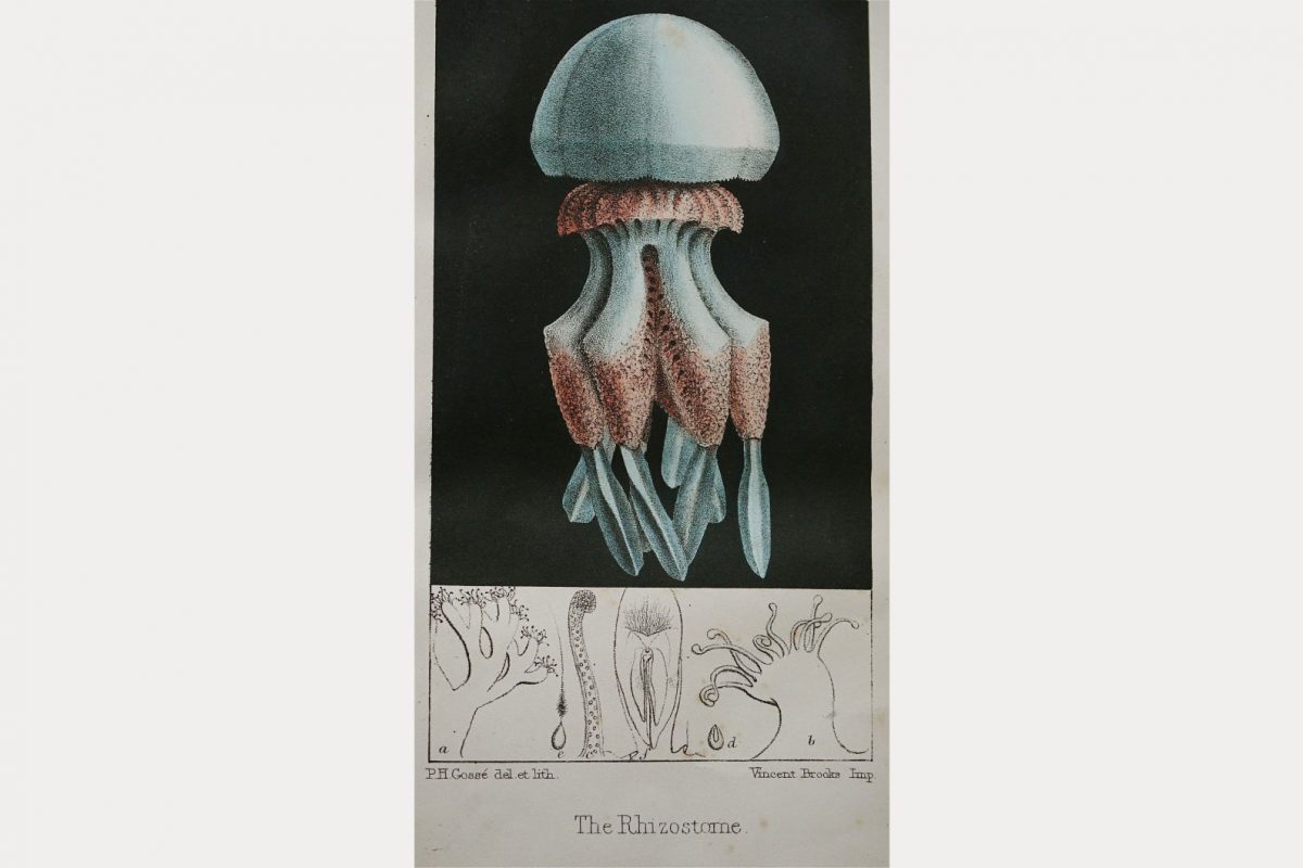 A drawing of a jellyfish by Gosse