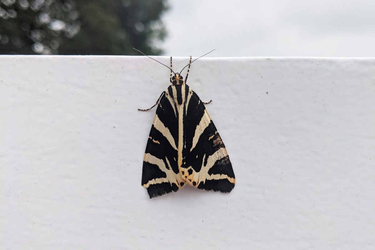 A Tiger moth resting on a rail