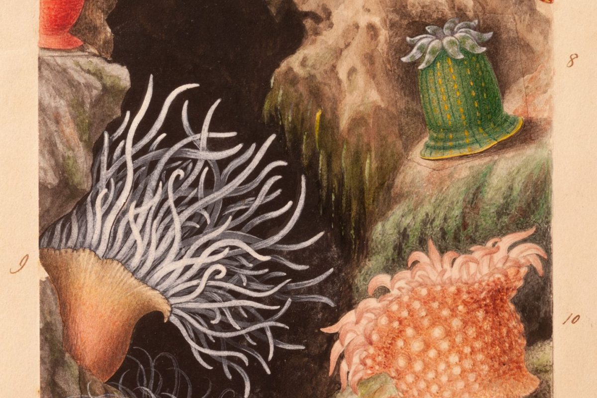 Illustration of anemones