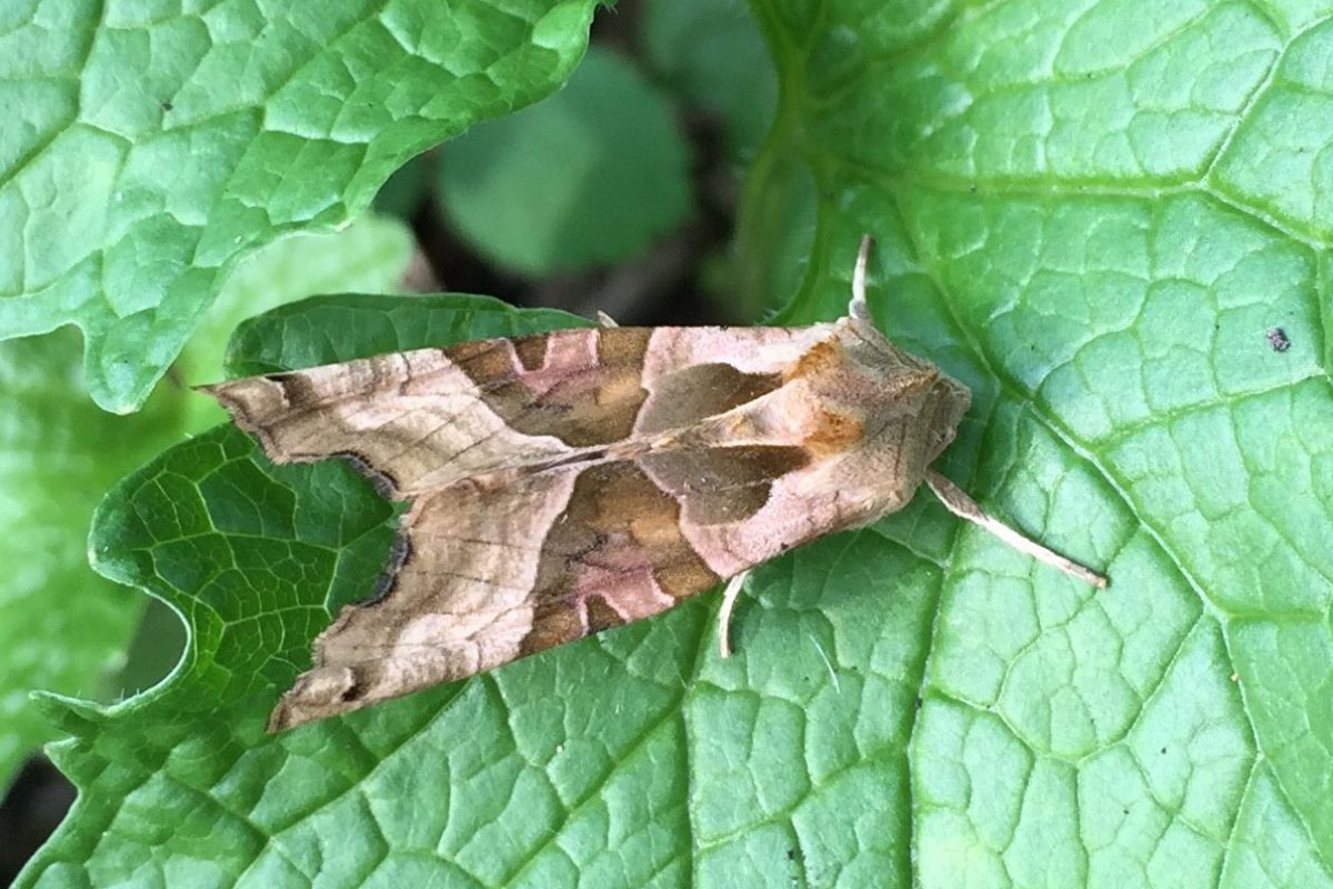 A angle shade moth on a leaf