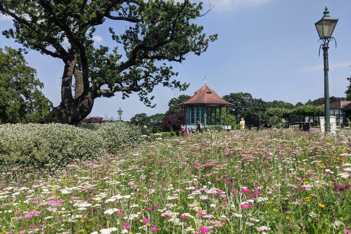 A wildflower meadow with the Bandstand behind