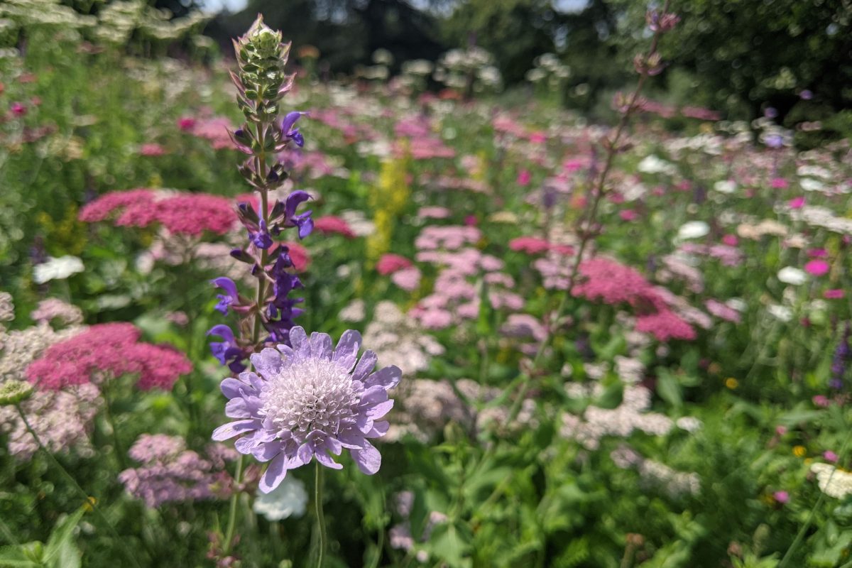 Wildflower meadow at the Horniman