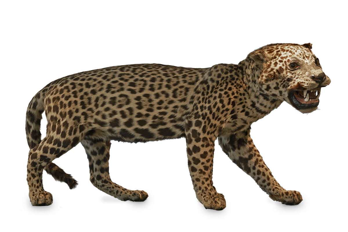 Taxidermy Jaguar