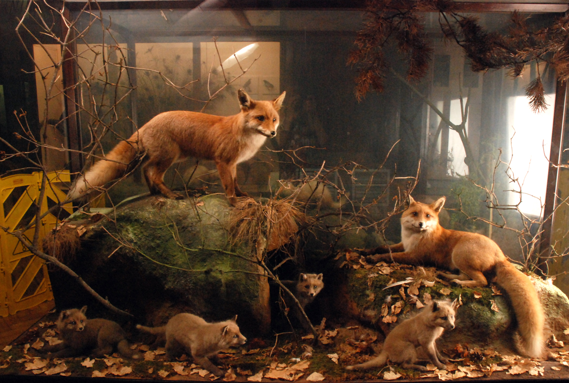 Case featuring taxidermy foxes and cubs