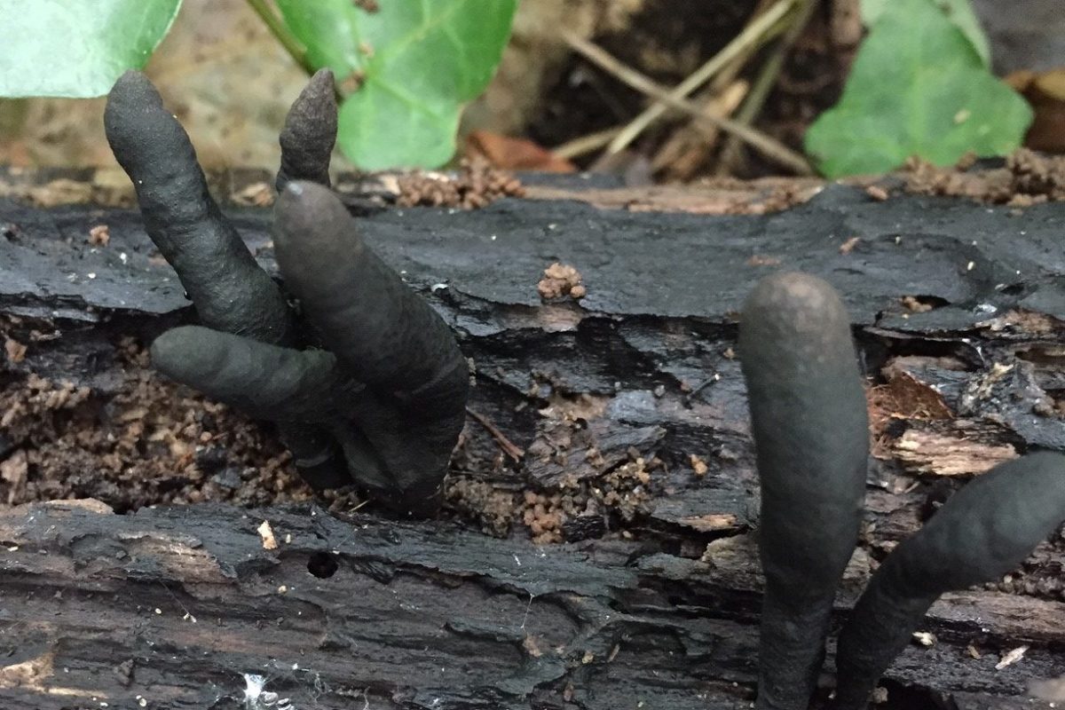 Dead man's fingers fungus