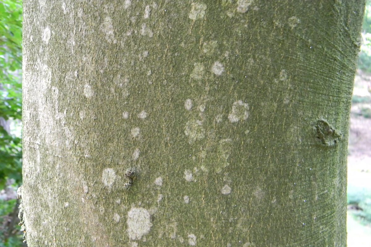 Beech bark