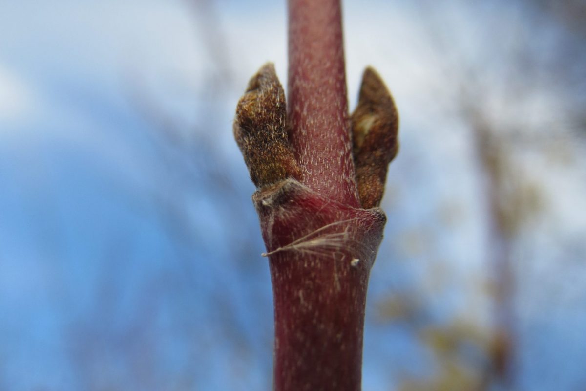 Buds on Dogwood