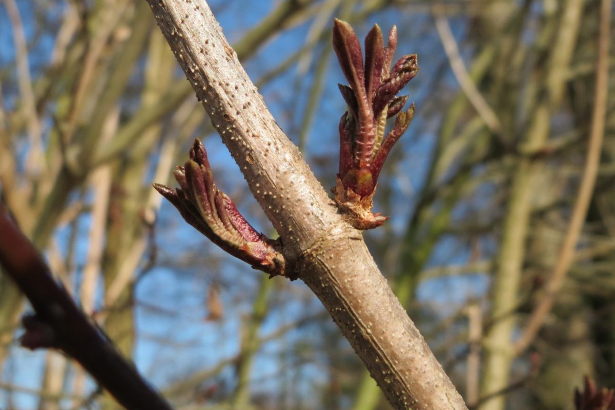 Elder tree buds