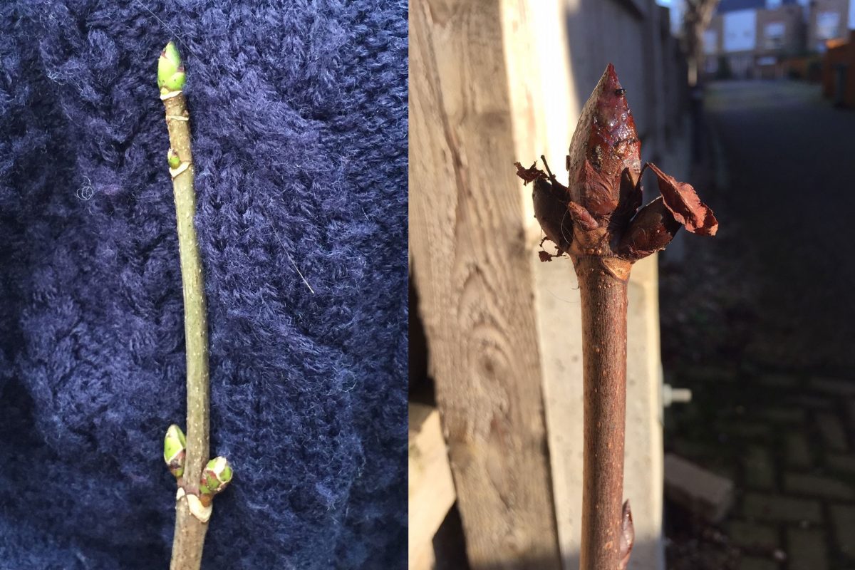 Buds on Field Maple and Horse chestnut trees