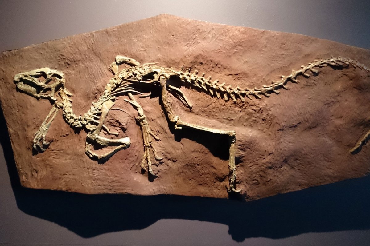 Fossil of Heterodontosaurus