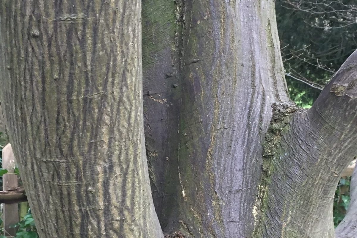 Bark of a Hornbeam tree