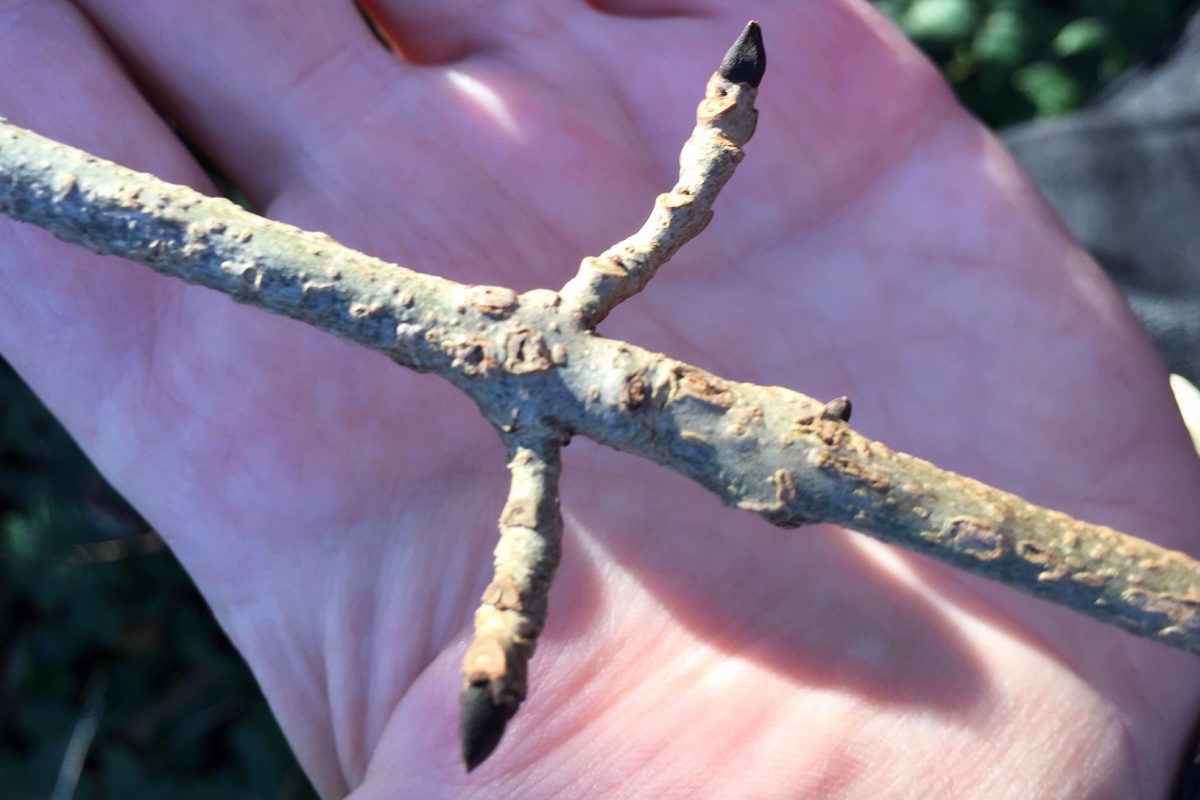 Buds on an ash tree branch