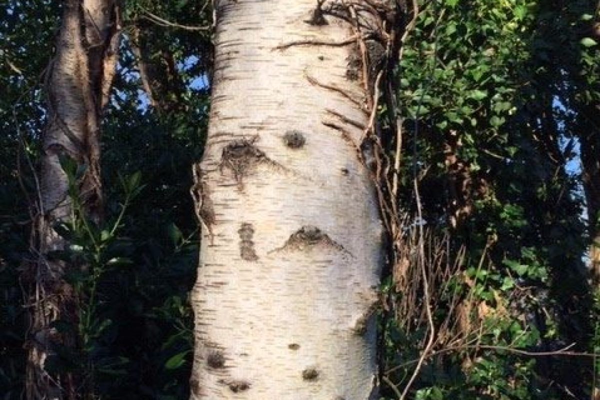 Silver birch bark