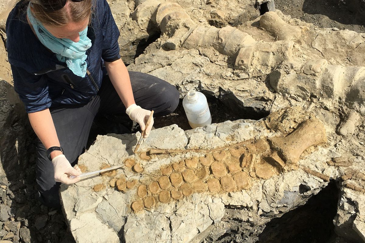 Emma applying a solution to part of the fossilised hindfin