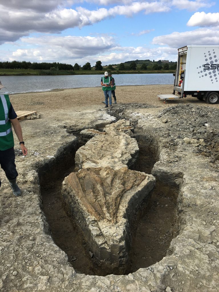 Seeing the ichthyosaur head on