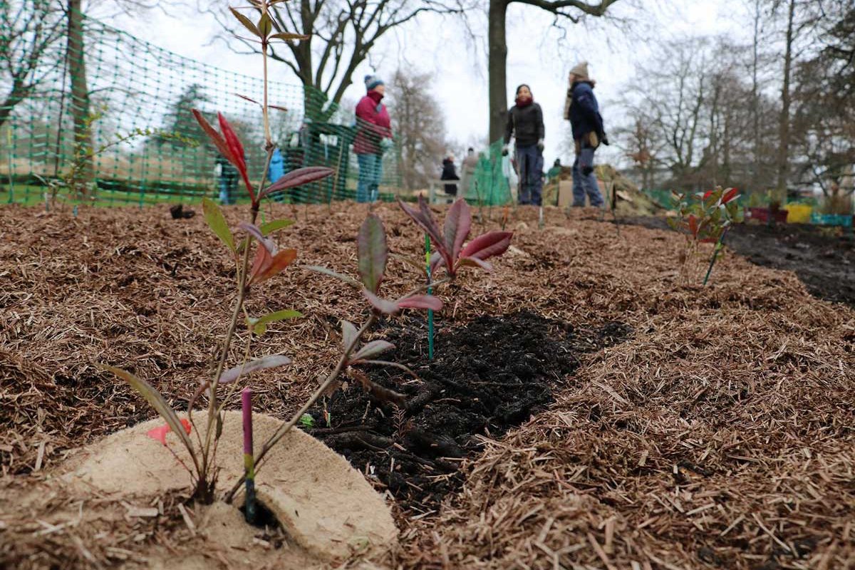 Close up of sapling with people standing in the background