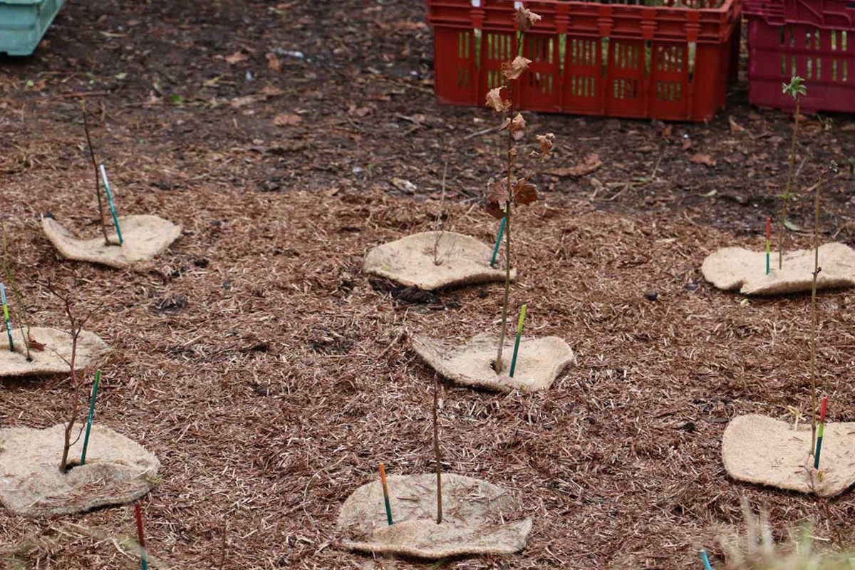 Tree saplings planted next to colourful sticks