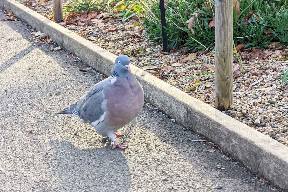 Woodpigeon at the Horniman
