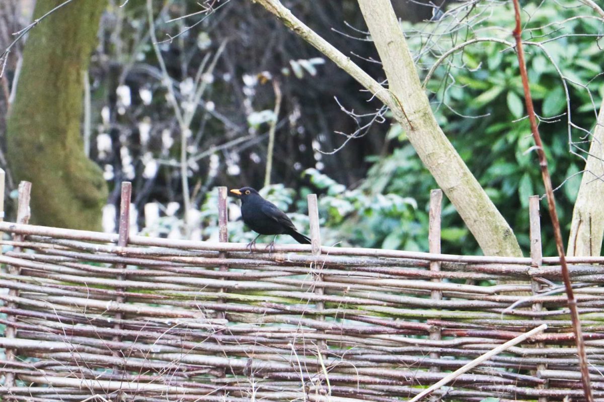 Blackbird sitting on a wooden fence at the Horniman