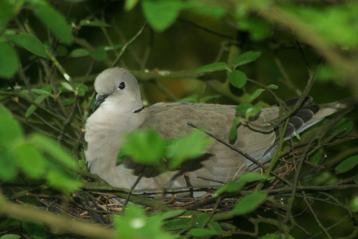 Collared dove in a nest