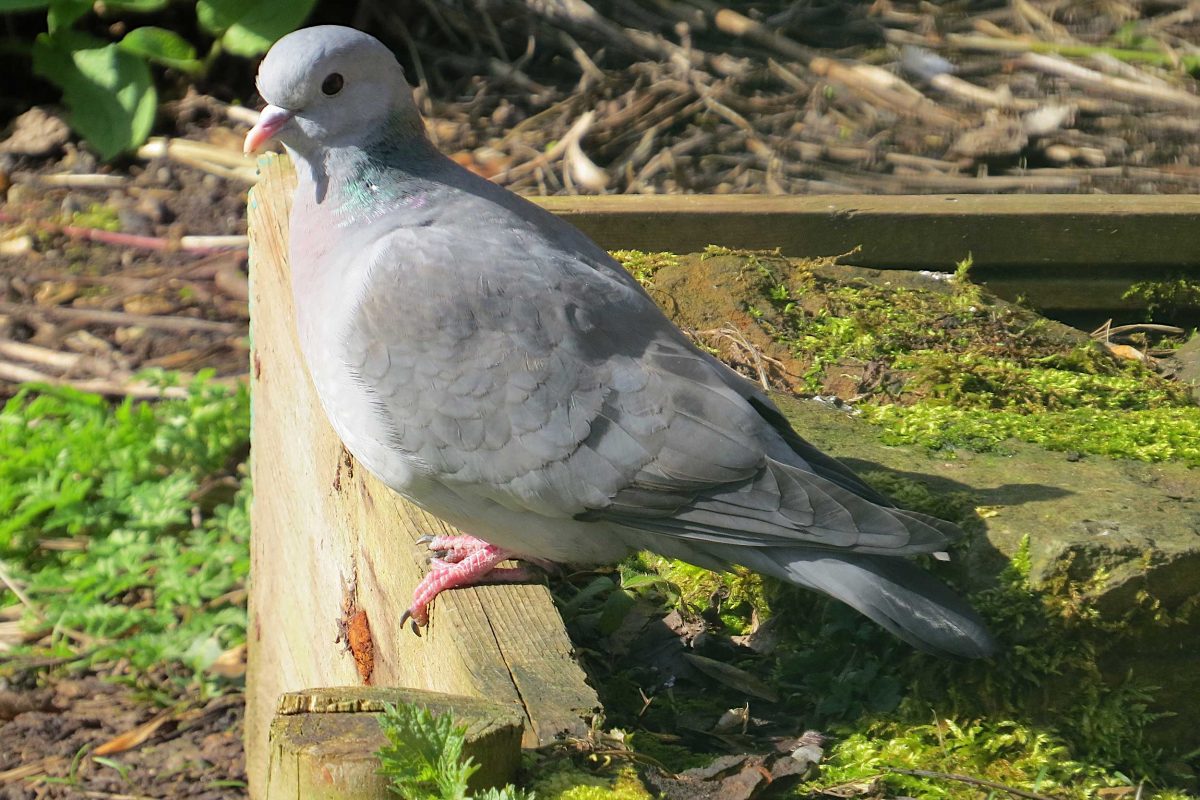 Stock dove on the ground