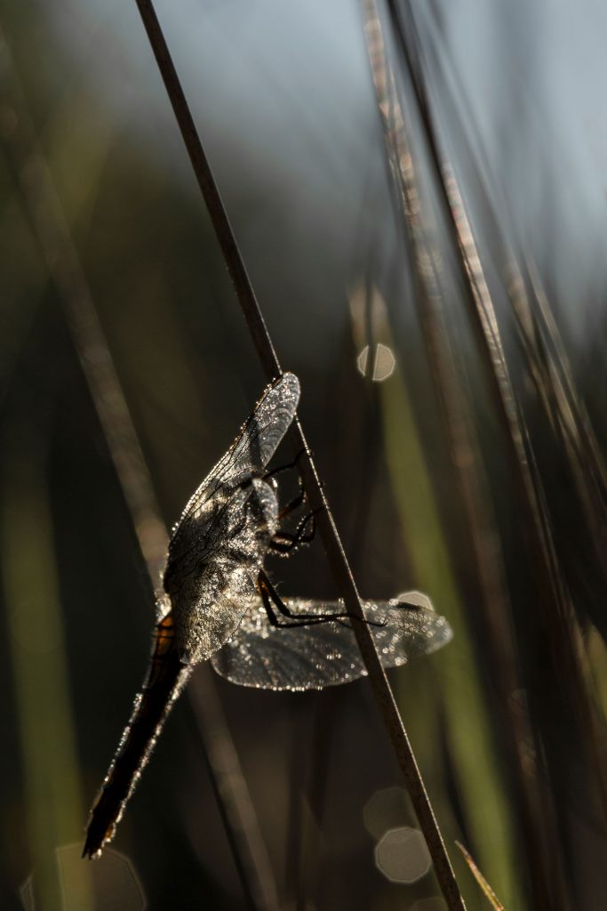 A dragonfly drying out its wings