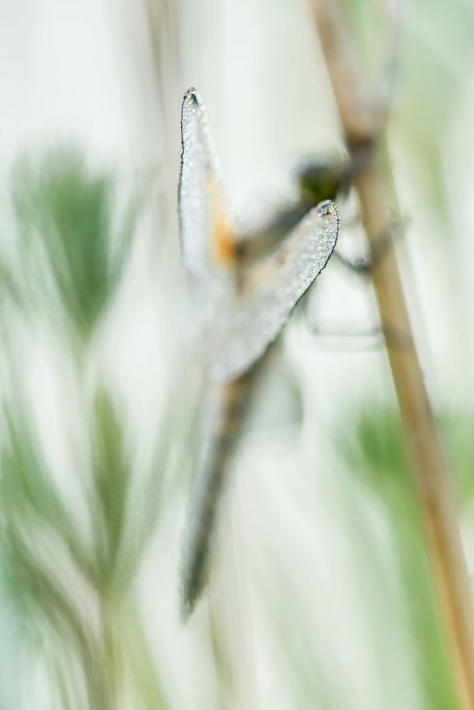 A dragonfly with just the edges of the wings in focus on blades of grass